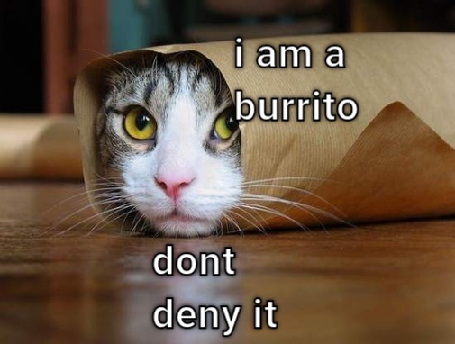 Funny cat meme  CRAMEMS MEMES