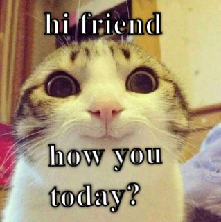 Kitty hi A little friend. Might be your only. CRAMEMS MEMES