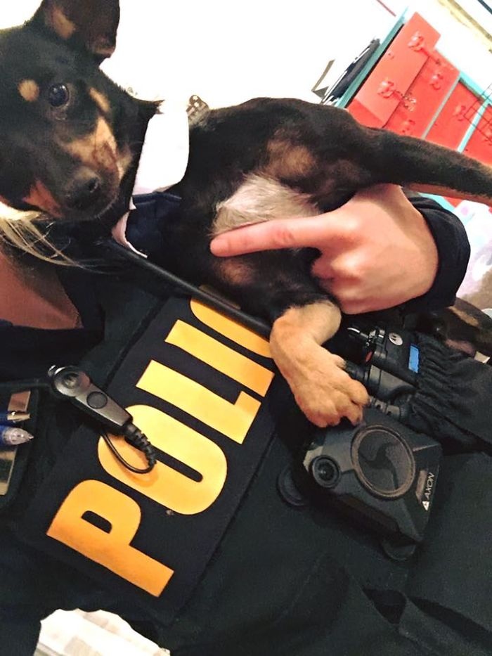 Cutest Dog Ever Police Man Doggie CRAMEMS MEMES