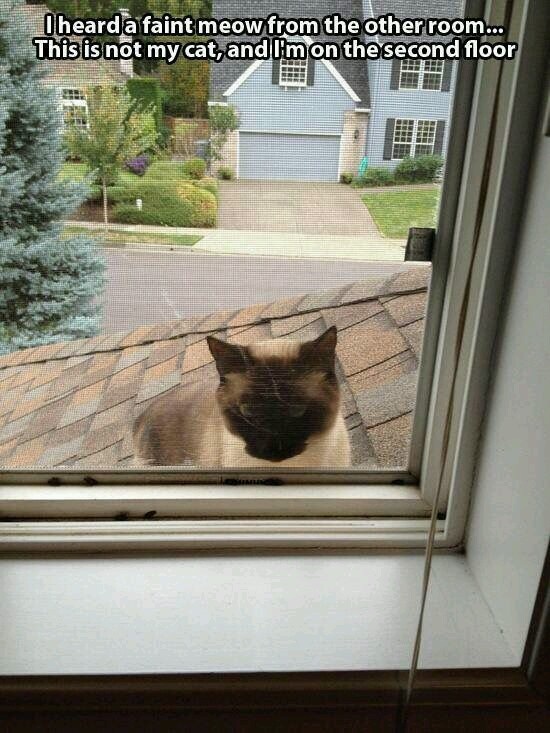 Funny don't have a cat Lives on the 2nd floor but doesn't own a cat CRAMEMS MEMES