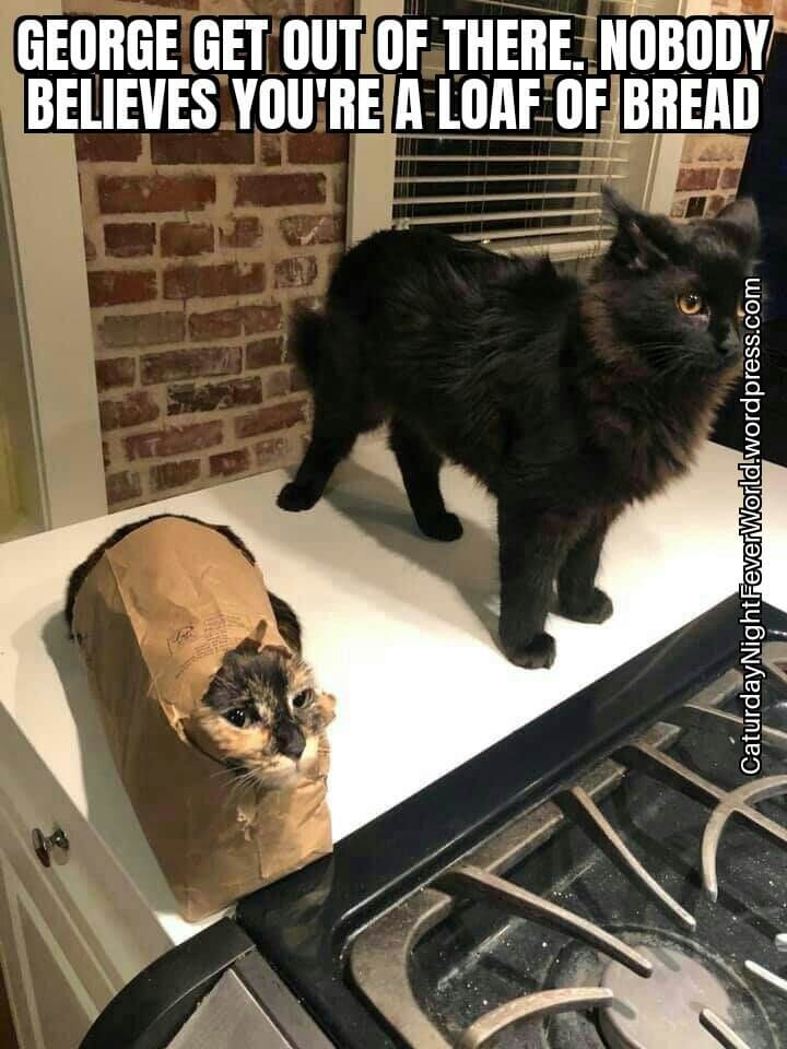 Funny cats sits and fits meme The cat tries to pretend hes a loaf of bread CRAMEMS MEMES