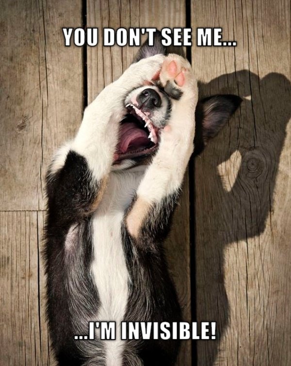 How Dogs Think Irresistibly dumb! CRAMEMS MEMES
