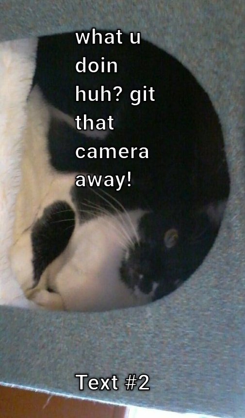 My Cat Giving Me The Glare  CRAMEMS MEMES