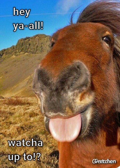 Funny Animal Meme  CRAMEMS MEMES