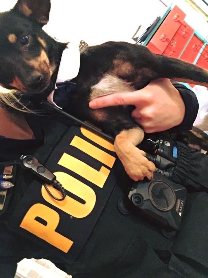 Cutest Dog Ever Police Man Doggie CRAMEMS MEMES