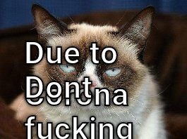 Don't Touch Me. When cats listen to the news CRAMEMS MEMES