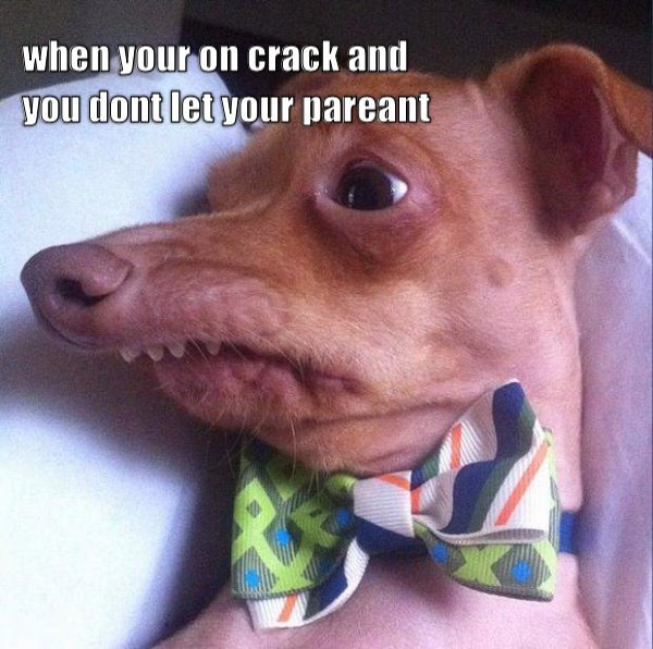 Crack Dog  CRAMEMS MEMES