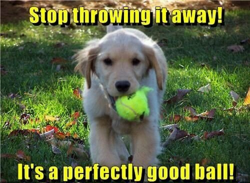 Dog Says Stop Throwing Away A Perfectly Good Ball Dog doesnt understand why hooman keeps throwing the ball away CRAMEMS MEMES